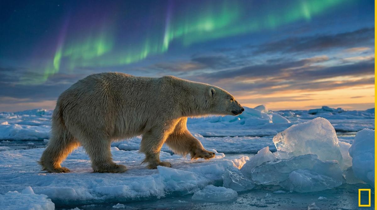 四虎北极熊视频